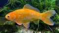 【類別相性表付き】金魚飼育|混泳の秘訣を徹底解説!失敗しない組み合わせ方とは?