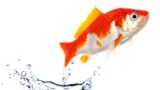 金魚飼育初心者さん必見!和金の飼い方ガイド【水槽選びから病気対策まで徹底解説】