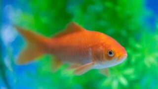 金魚飼育初心者さん必見!和金の飼い方ガイド【水槽選びから病気対策まで徹底解説】